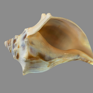 3 to 5 inches Eastern Atlantic Whelk
Craft and decorate with ease using our genuine Eastern Coast Atlantic Whelk shells. Enhance any project or add a touch of nature to your home decor. These shells are sure to impress with their unique patterns and colors. Perfect for crafting or as beautiful accents in any room.