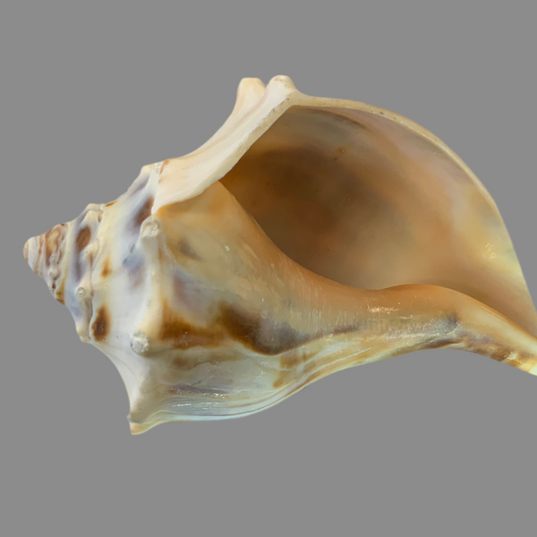 3 to 5 inches Eastern Atlantic Whelk
Craft and decorate with ease using our genuine Eastern Coast Atlantic Whelk shells. Enhance any project or add a touch of nature to your home decor. These shells are sure to impress with their unique patterns and colors. Perfect for crafting or as beautiful accents in any room.