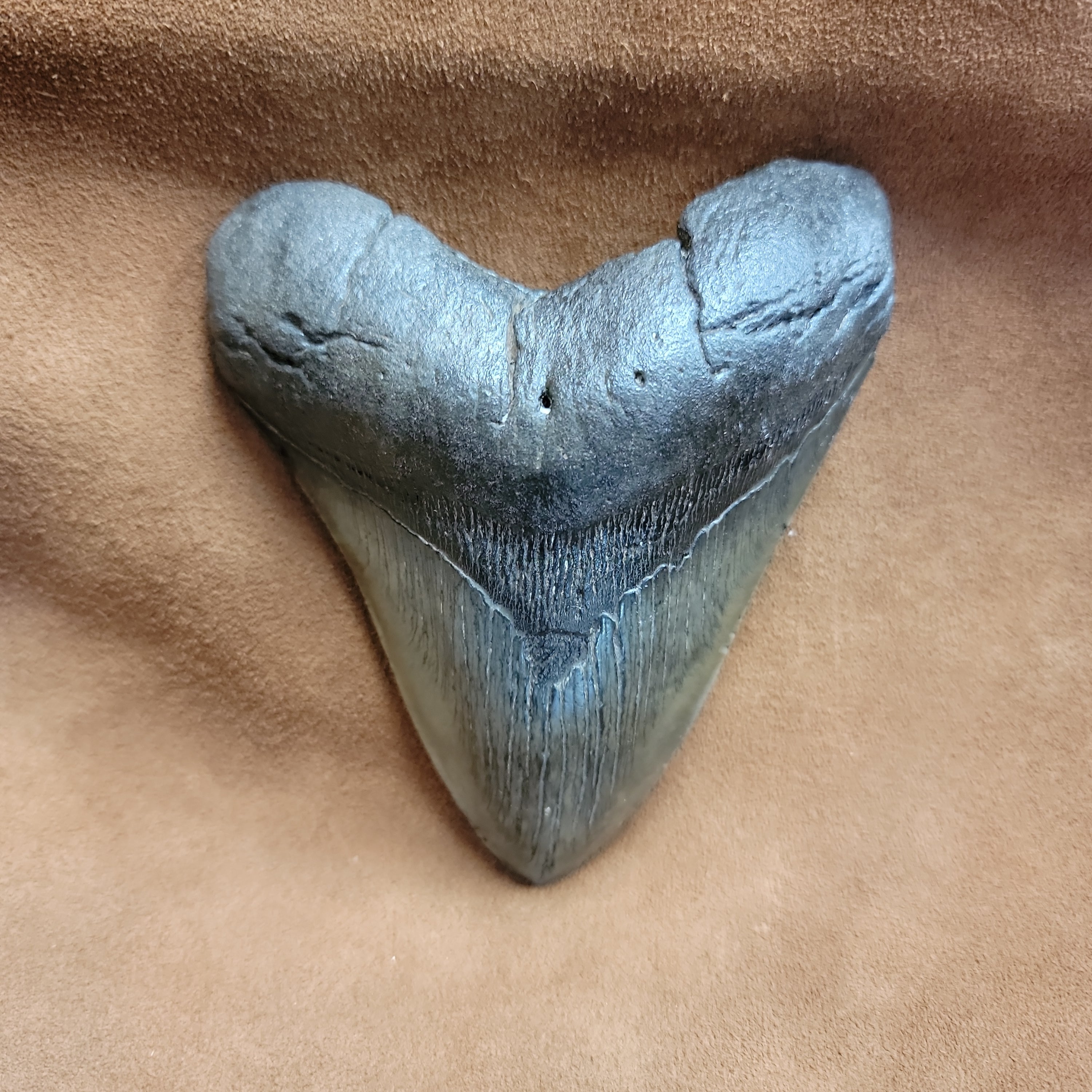 Megalodon 5 inch