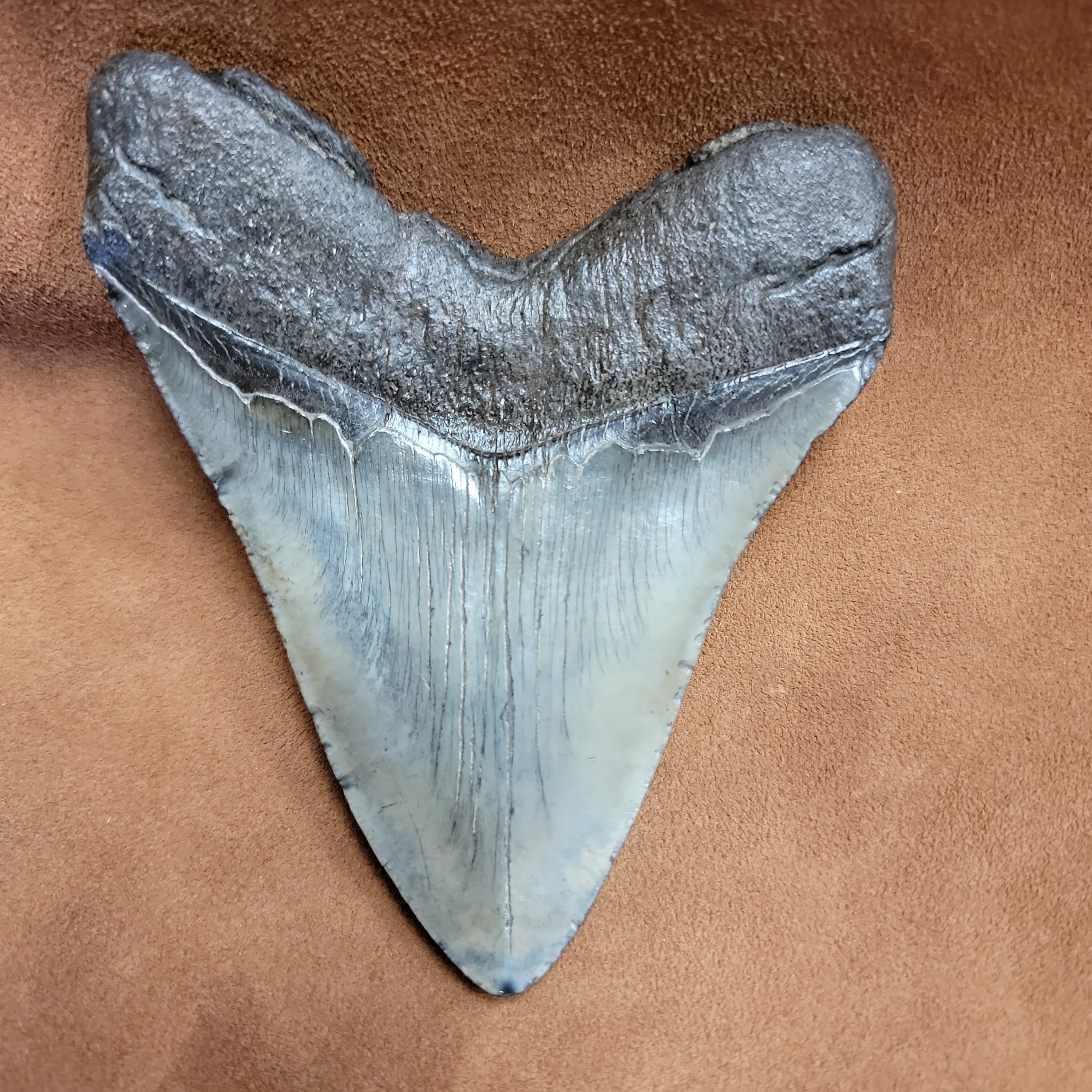 Megalodon 5 inch