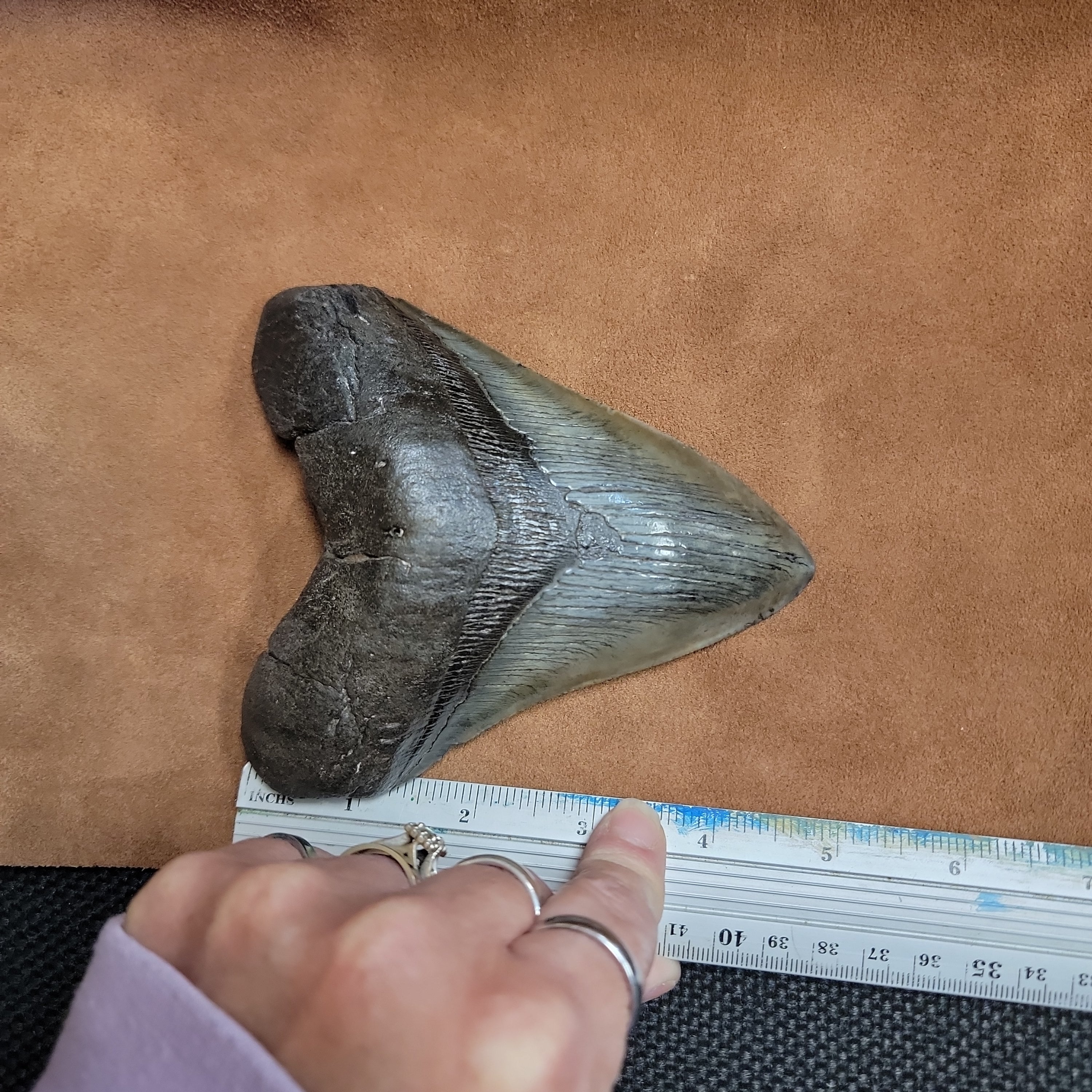 Megalodon 5 inch