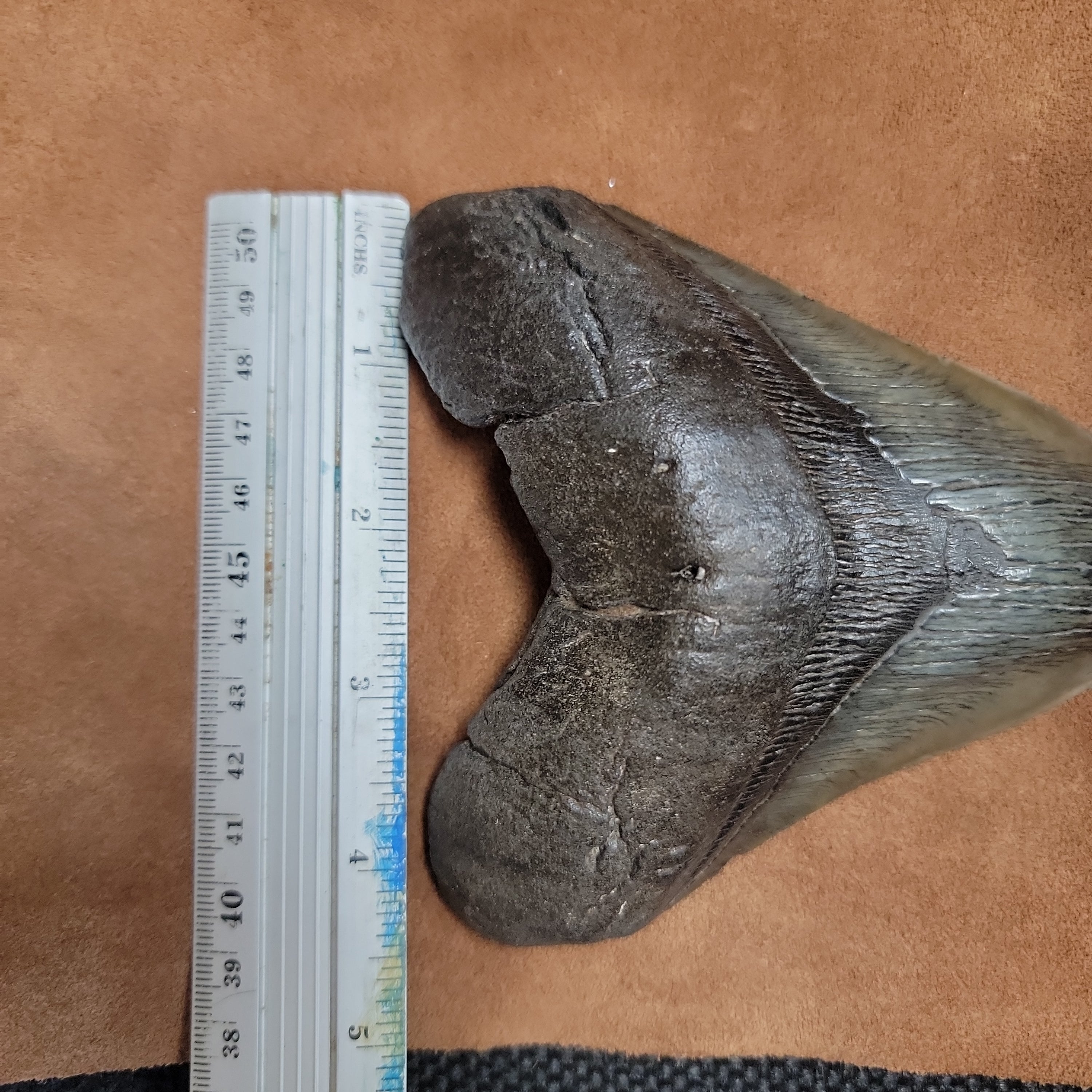 Megalodon 5 inch
