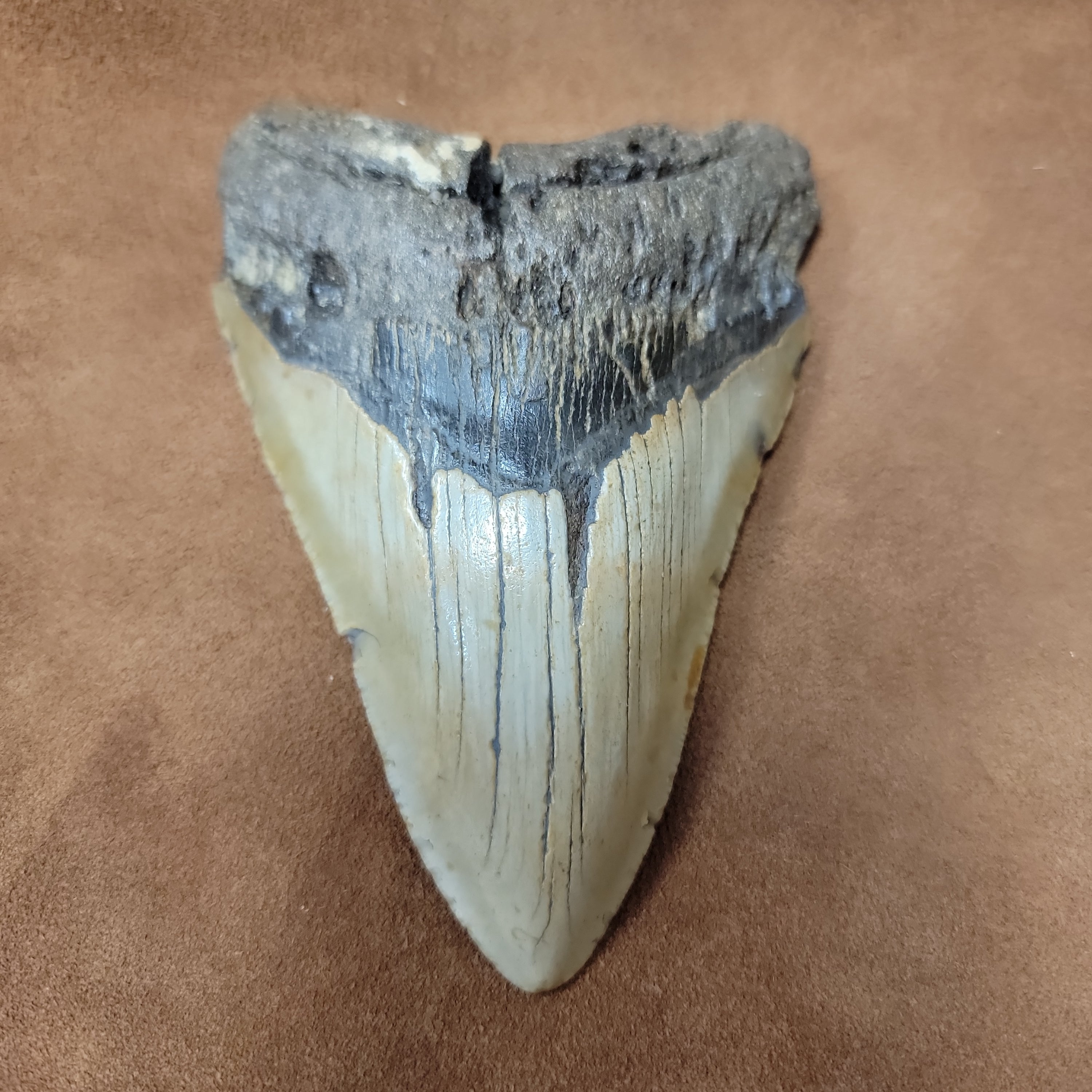 Megalodon 5 inch