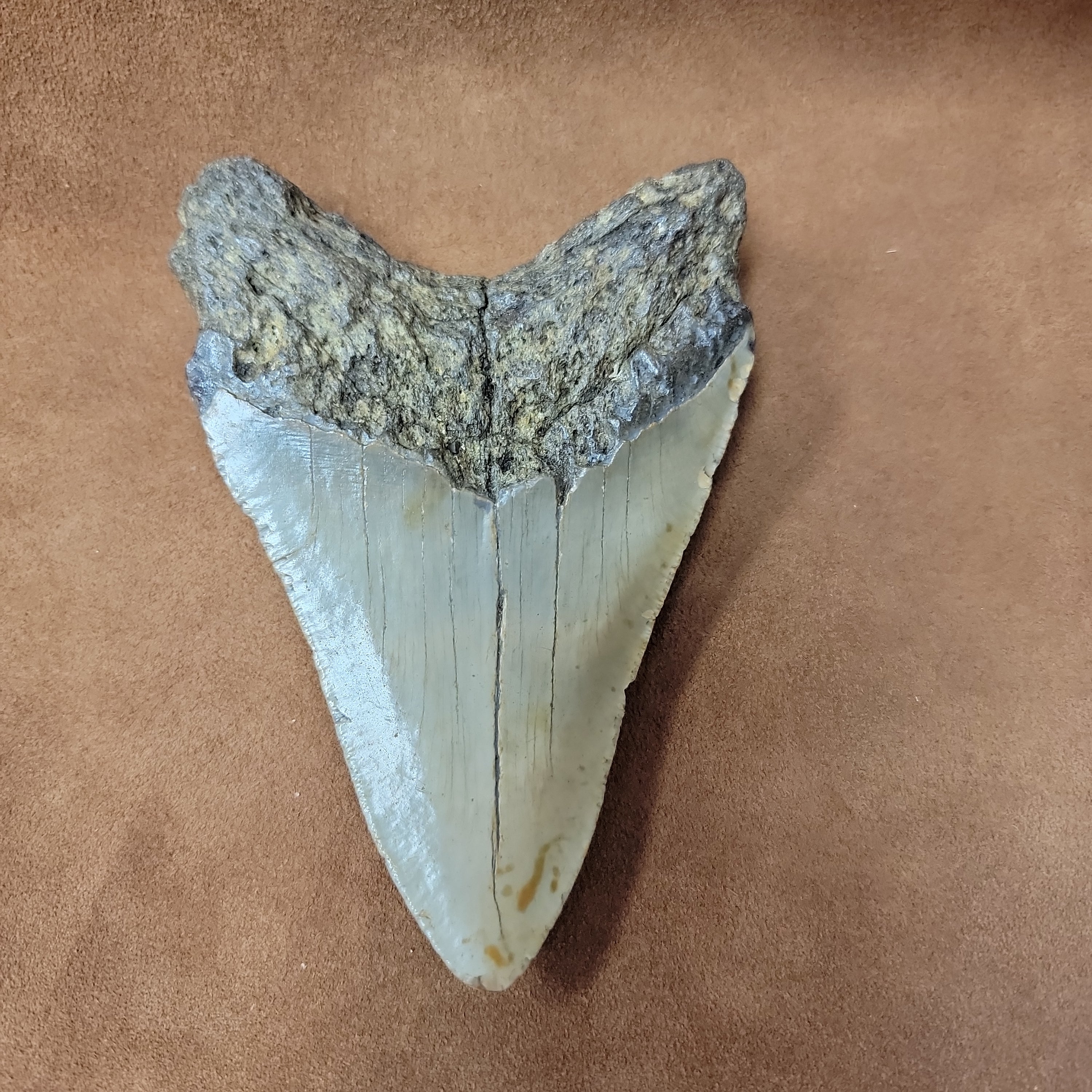 Megalodon 5 inch