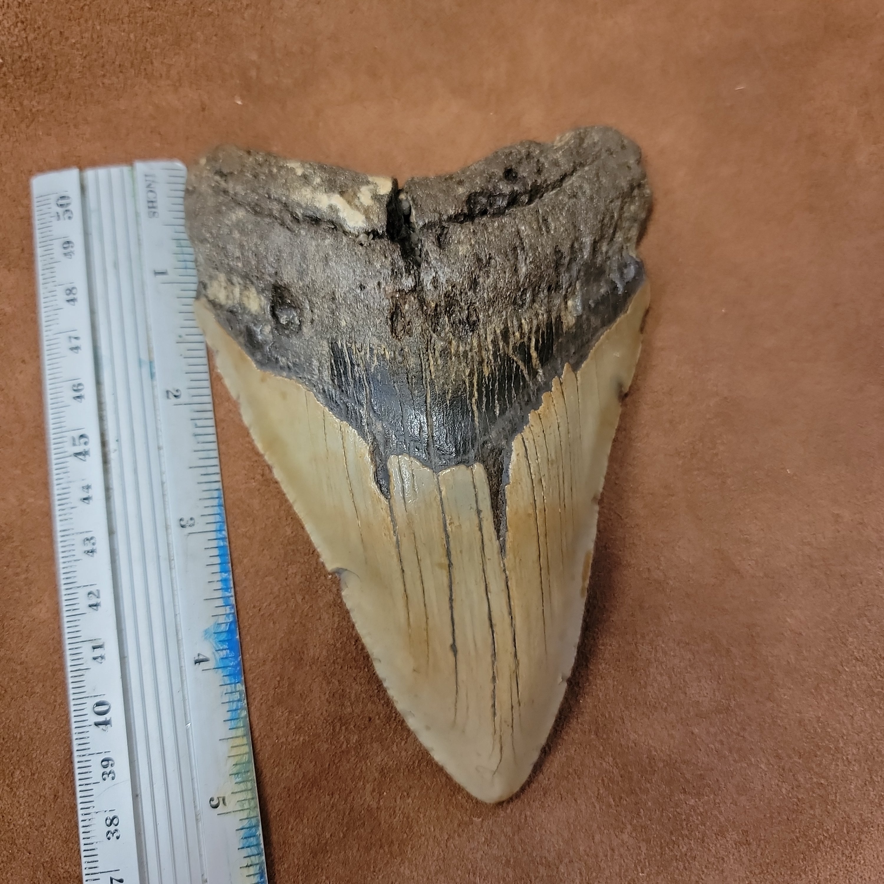 Megalodon 5 inch