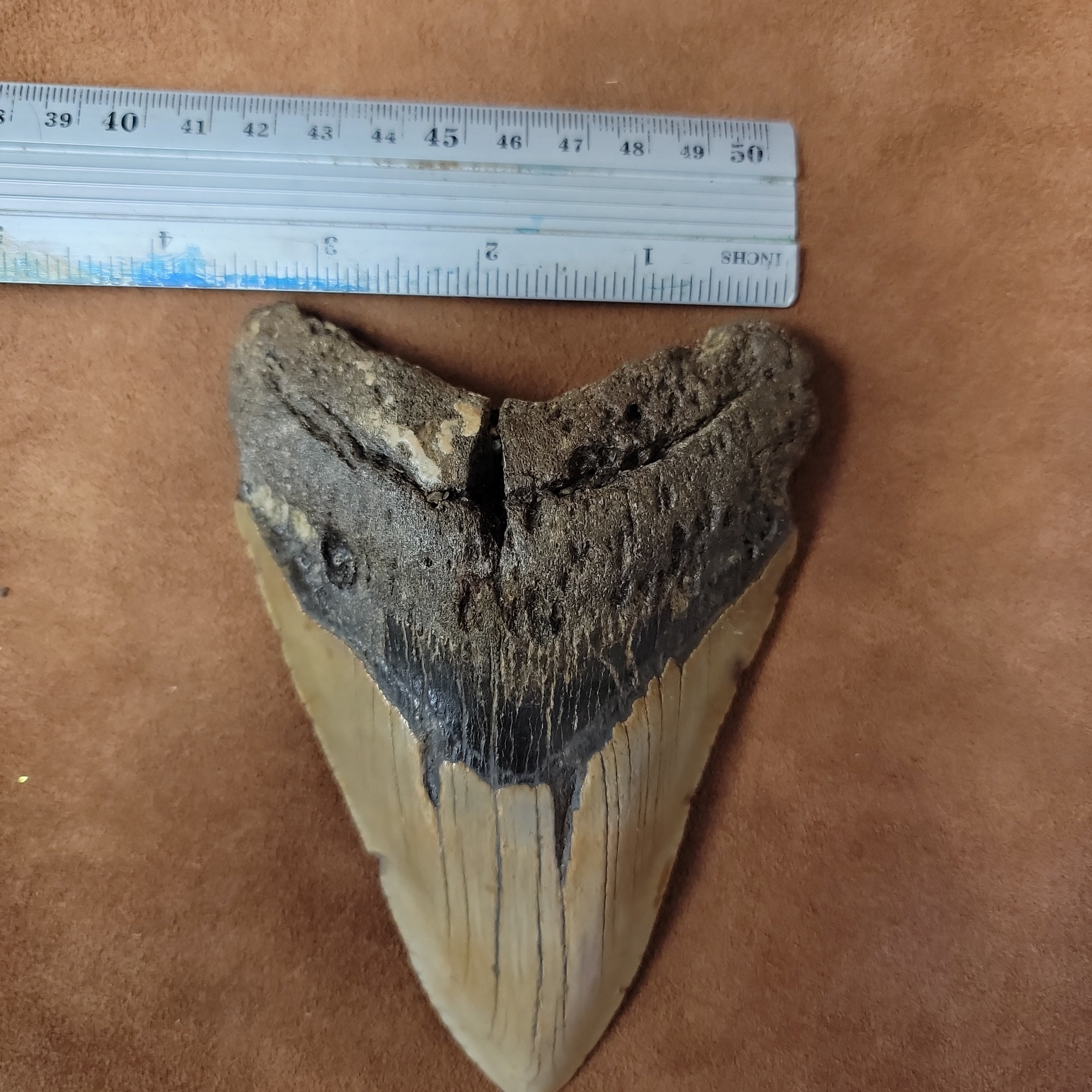 Megalodon 5 inch
