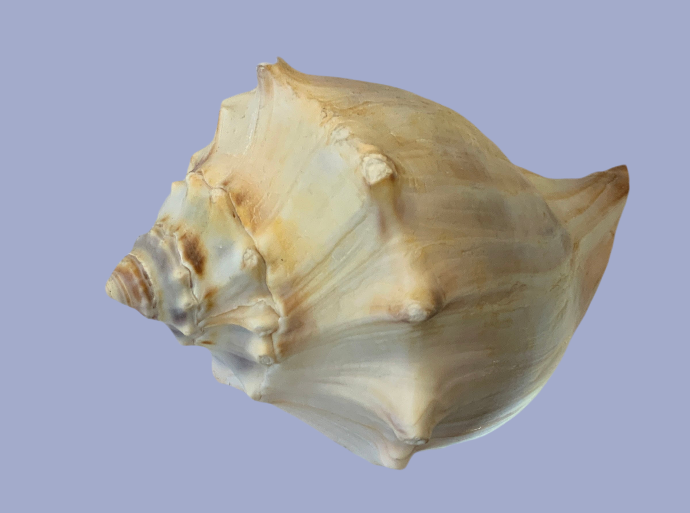 Right Handed Whelk Seashell Creamy Yellow Atlantic Busycon