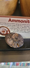 1.5-2 Inch Polished Ammonite Flats Shell For Craft Or Home Decor
