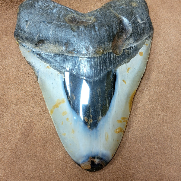 Megalodon 5 inch Polished