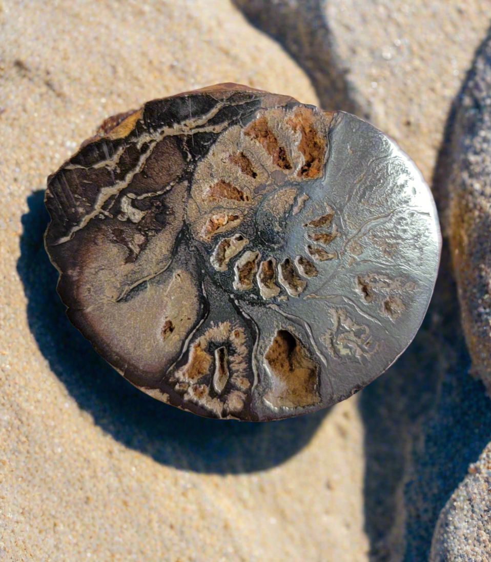 1.5-2 Inch Polished Ammonite Flats Shell For Craft Or Home Decor