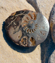 1.5-2 Inch Polished Ammonite Flats Shell For Craft Or Home Decor