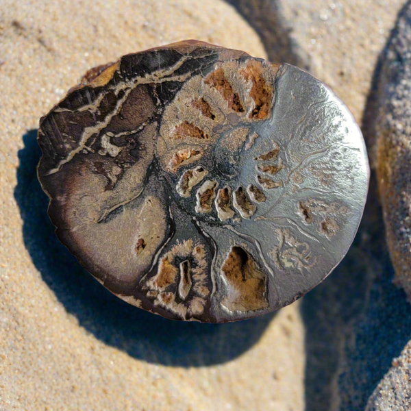 1.5-2 Inch Polished Ammonite Flats Shell For Craft Or Home Decor