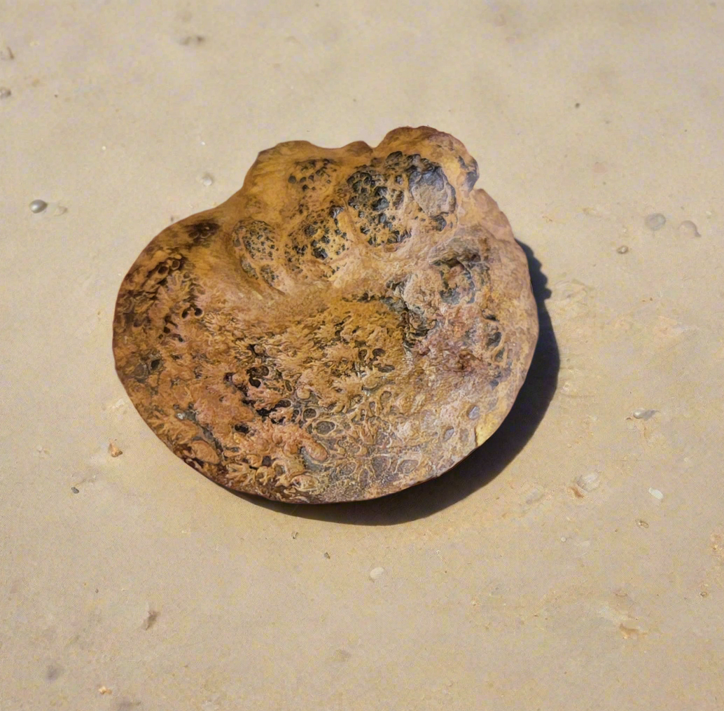 1.5-2 Inch Polished Ammonite Flats Shell For Craft Or Home Decor