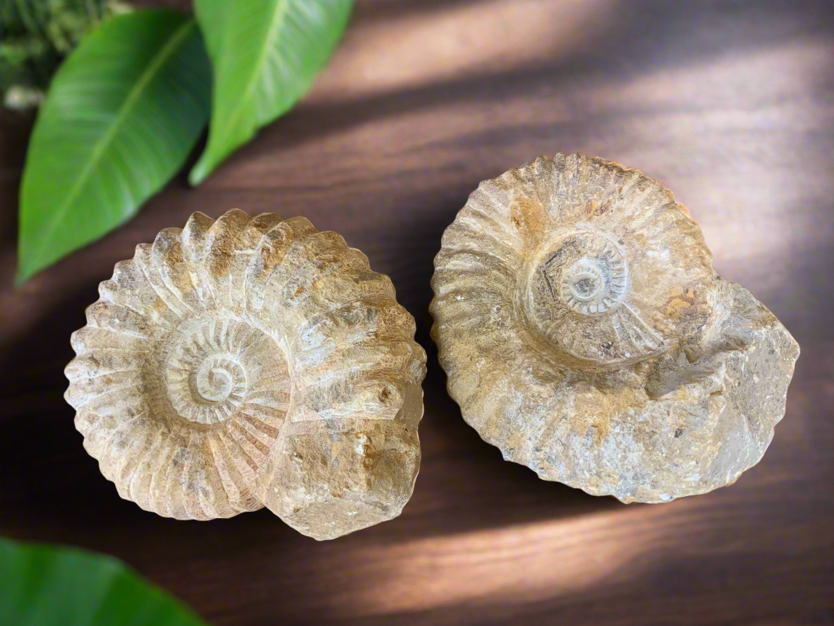 As a Cretaceous ammonite expert, I can confidently assert that this large ammonite is 6 inches in diameter and 3.6 inches thick. With these impressive dimensions, this fossil is not only a scientific marvel but also a stunning addition to any collection. Perfect for display or study, this unique piece offers a glimpse into the ancient world.