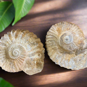 As a Cretaceous ammonite expert, I can confidently assert that this large ammonite is 6 inches in diameter and 3.6 inches thick. With these impressive dimensions, this fossil is not only a scientific marvel but also a stunning addition to any collection. Perfect for display or study, this unique piece offers a glimpse into the ancient world.