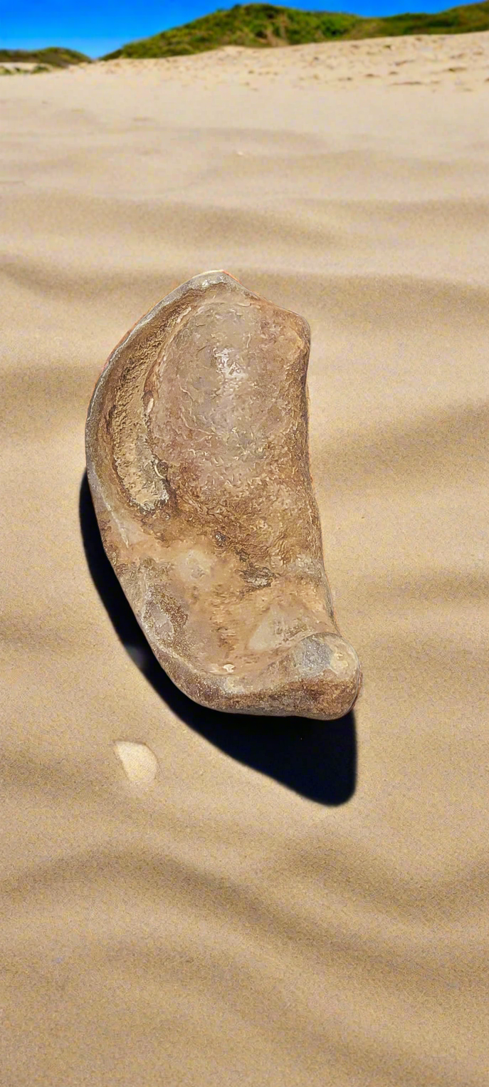 Whale inner Ear Fossil