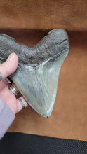 Megalodon 5 inch