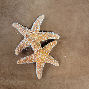 Sugar Starfish Medium