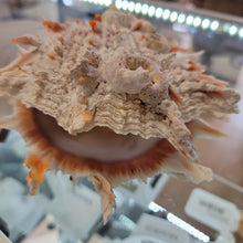 Spondylus Princeps