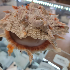 Spondylus Princeps