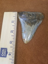 Megalodon Shark Tooth