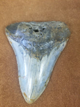 Megalodon Shark Tooth