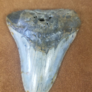Megalodon Shark Tooth