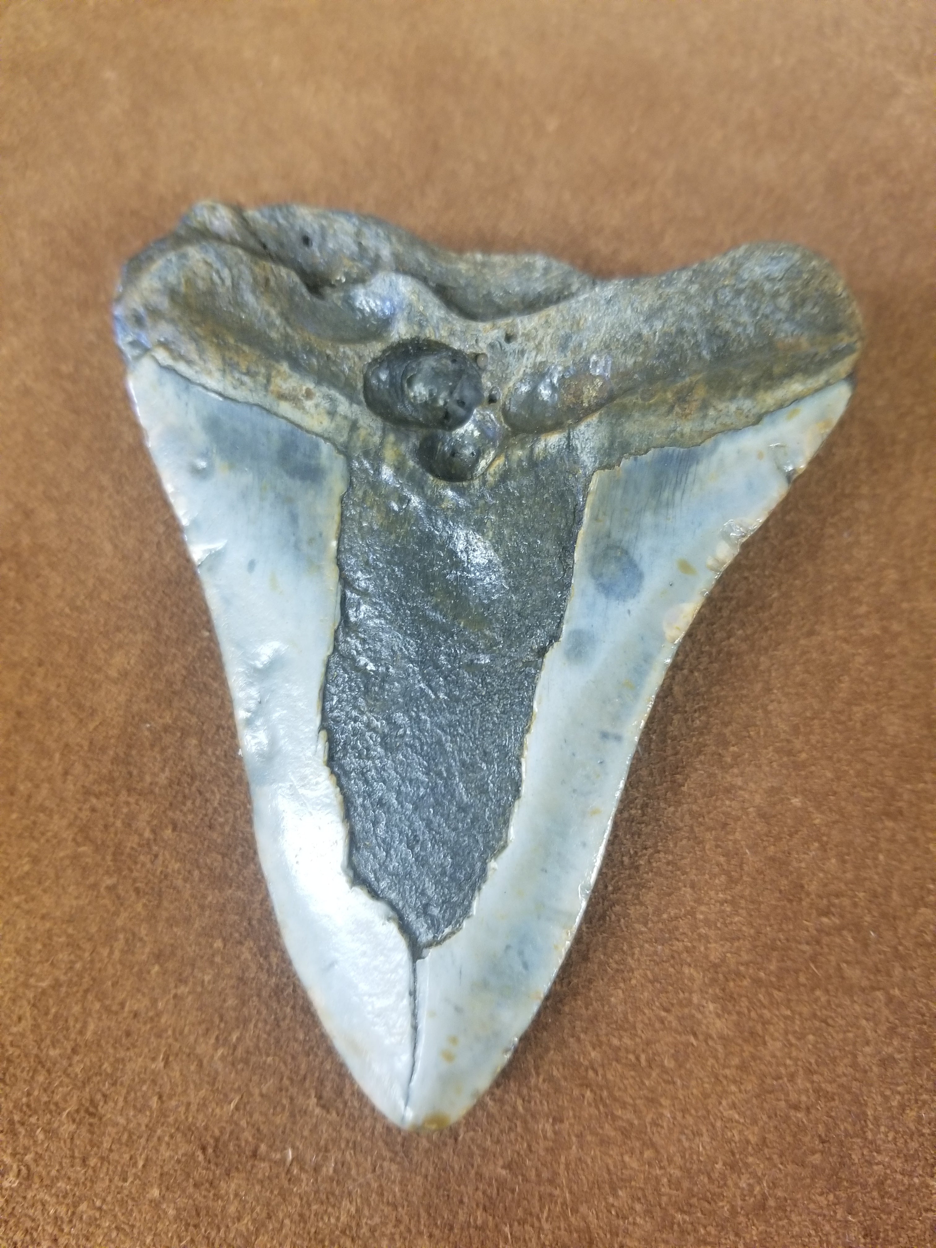 Megalodon Shark Tooth