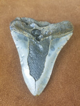 Megalodon Shark Tooth