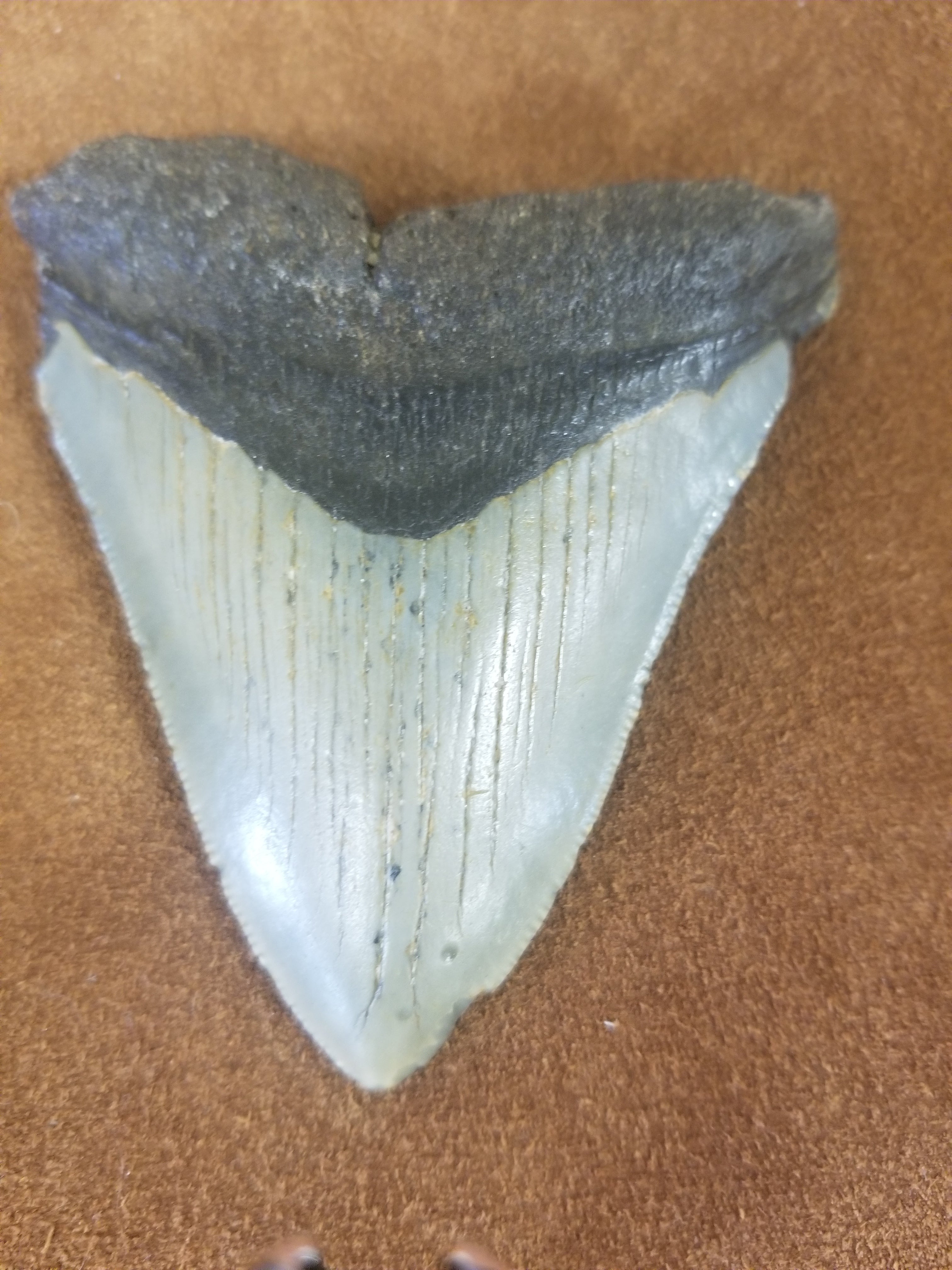 Megalodon Shark Tooth 5