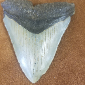 Megalodon Shark Tooth 5