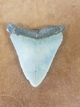 Megalodon Shark Tooth 5