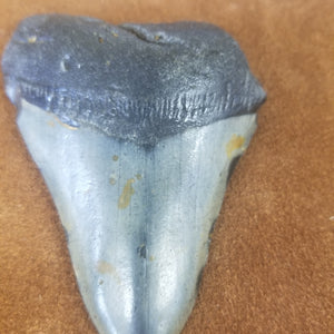 Megalodon Shark Tooth 8