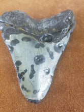 Megalodon Shark Tooth 8