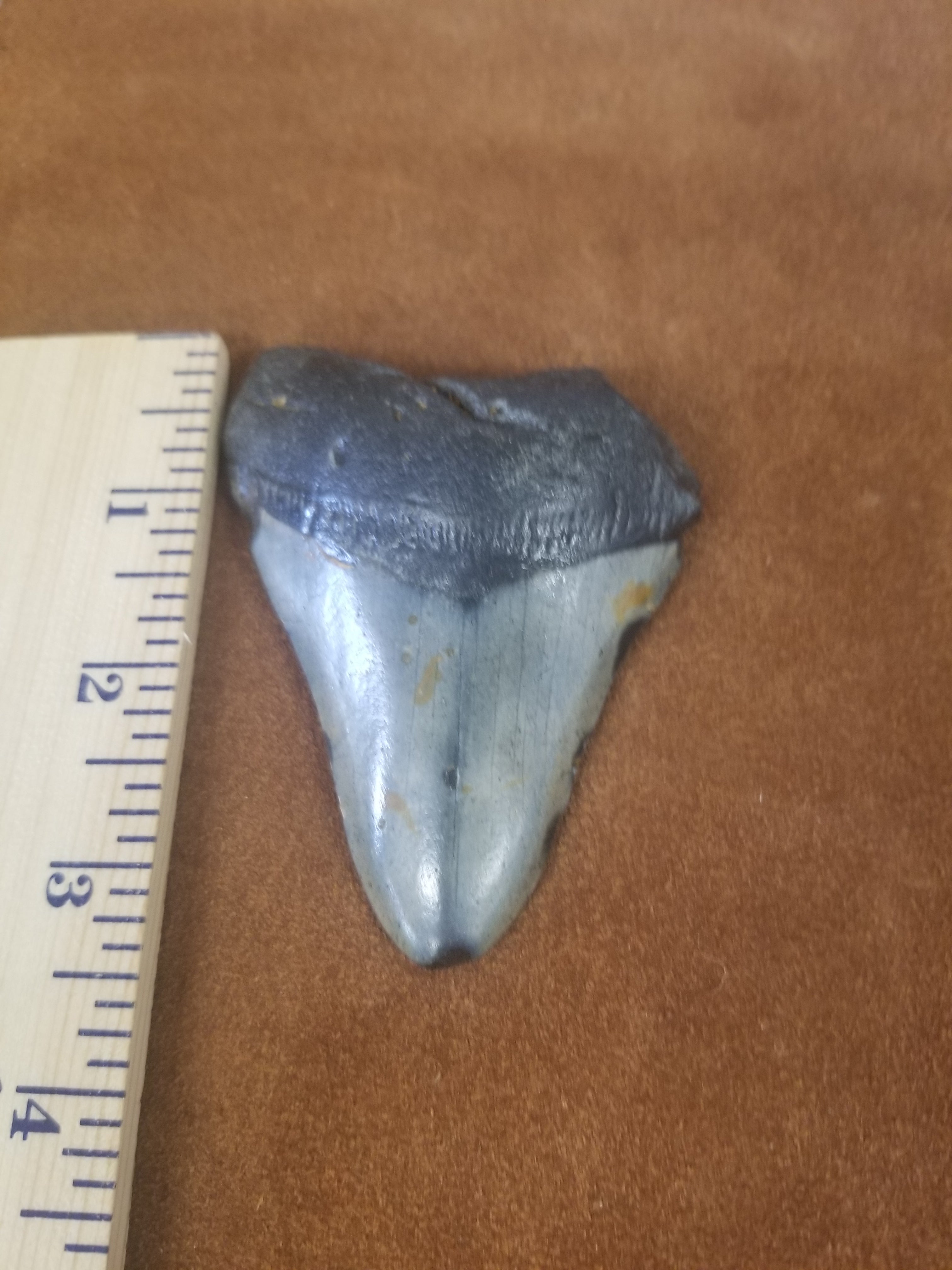 Megalodon Shark Tooth 8