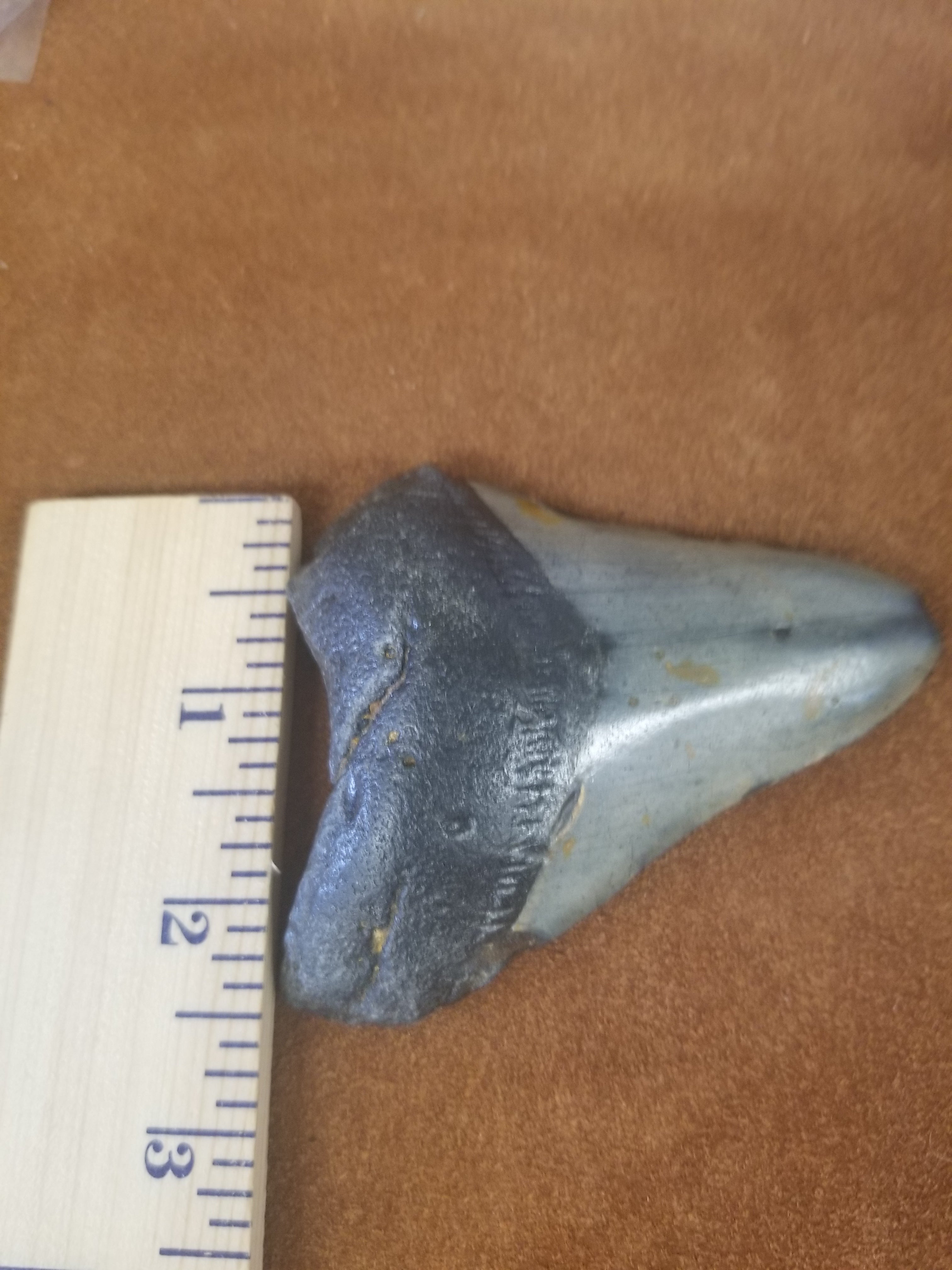 Megalodon Shark Tooth 8