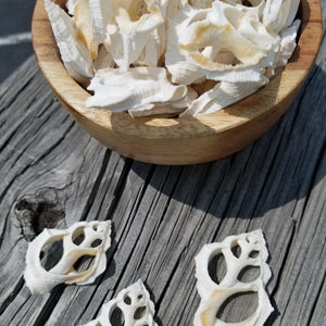 White 3 Piece Bursa Rana Sliced Shell For Any Craft Or Home Decor
