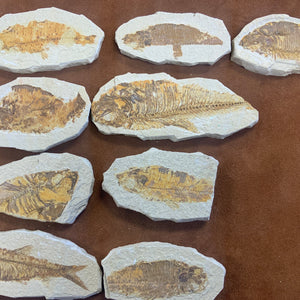 Fish Fossil from Wyoming