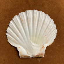 Scallops English Flats