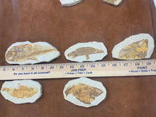 Fish Fossil from Wyoming