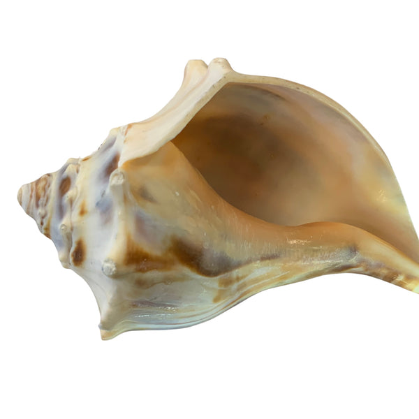 Atlantic Whelk Shell For Any Craft Or Home Decor