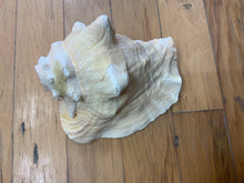 Pink Conch Horn Shell For Craft Or Home Decor