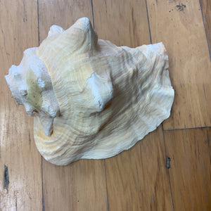 Pink Conch Horn Shell For Craft Or Home Decor