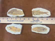 Fish Fossil from Wyoming