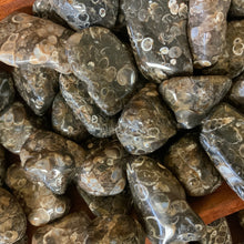 Turitella Agate Tumbled