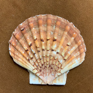 Scallops English Flats