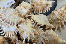 Millipede Lambis 3 1/2 -4 1/2 inches