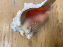 Pink Conch Horn Shell For Craft Or Home Decor