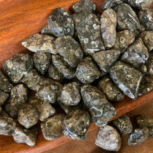 Turitella Agate Tumbled