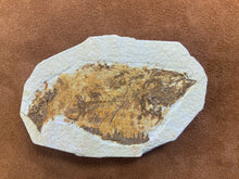 Fish Fossil from Wyoming